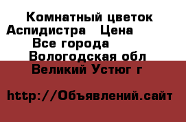 Комнатный цветок Аспидистра › Цена ­ 150 - Все города  »    . Вологодская обл.,Великий Устюг г.